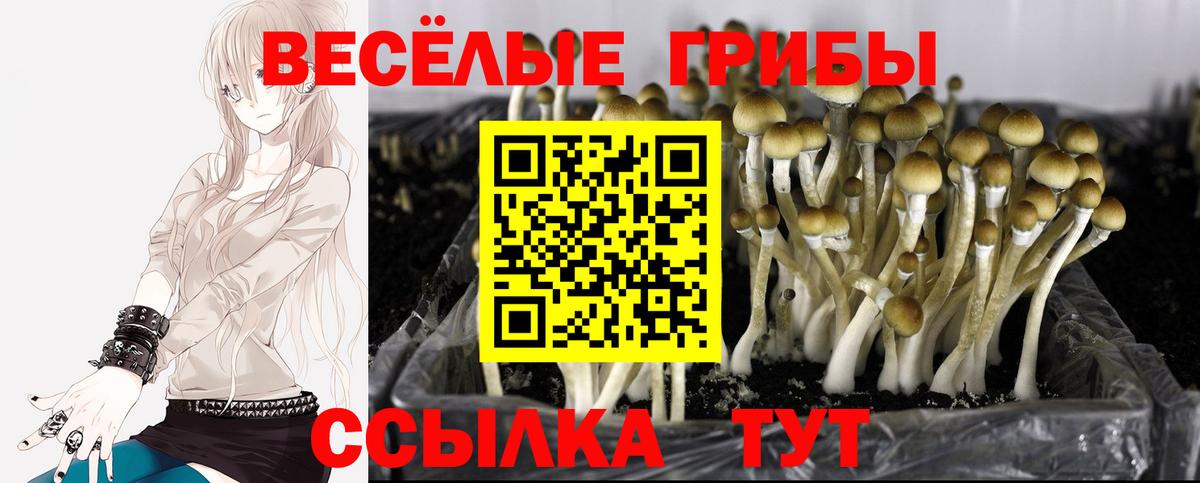 Галлюциногенные грибы Cubensis Баксан